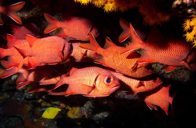 Myripristis murdjan Crimson soldierfish #marineexplorer