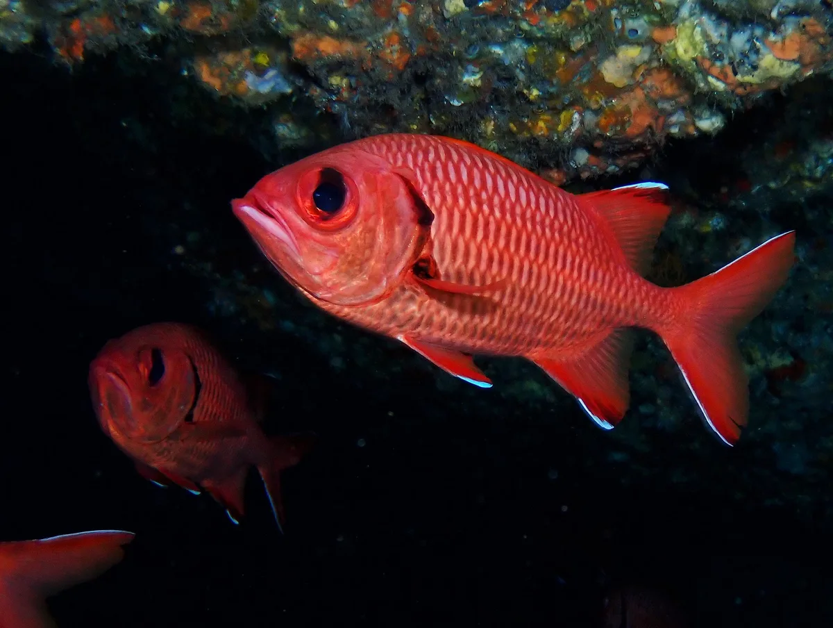 Myripristis murdjan