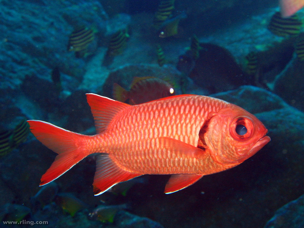 Crimson Soldierfish
