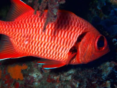 Myripristis murdjan - Cakaudrove, FJ-NO, FJ