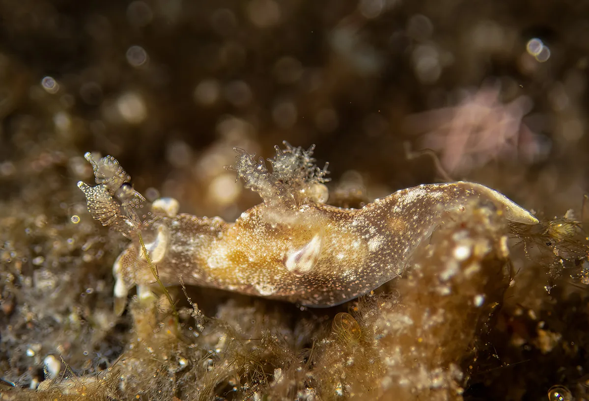 Trapania palmula BB