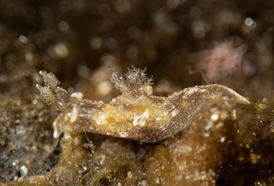 Trapania palmula    BB