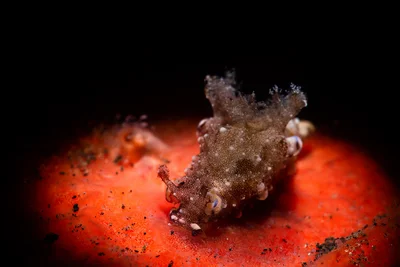 Trapania palmula