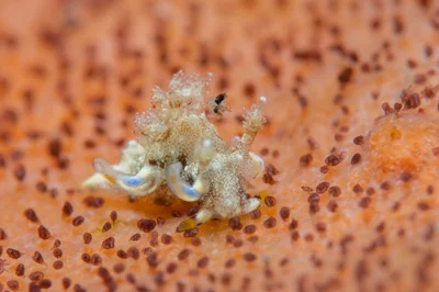 Trapania palmula