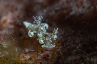 Trapania palmula