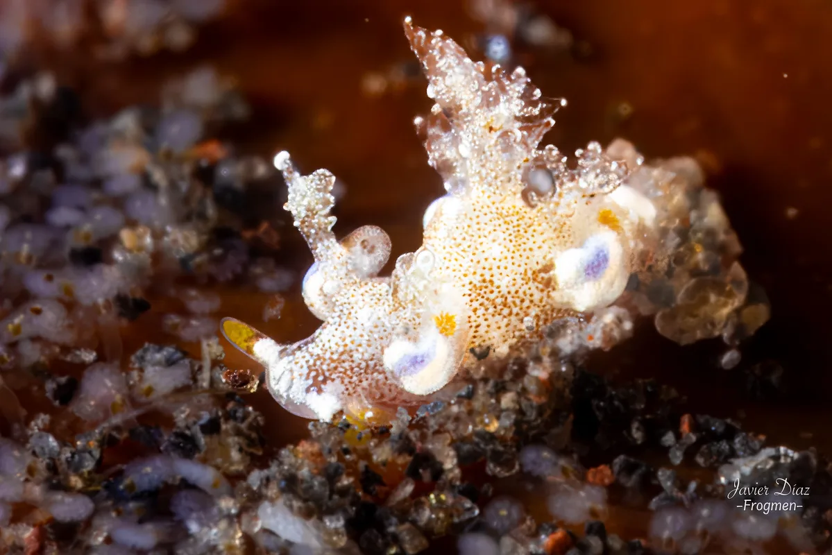 Trapania palmula. Tulamben. Bali.