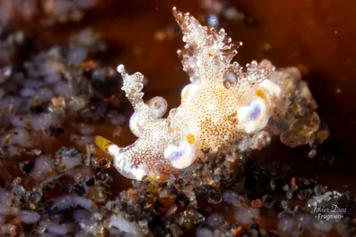 Trapania palmula. Tulamben. Bali.