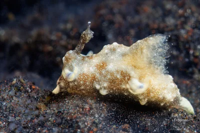 Trapania palmula. Tulamben. Bali.