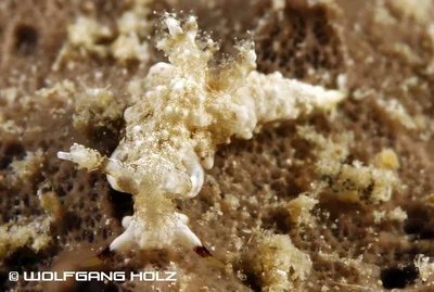 Trapania palmula, Romblon Island, Philippines