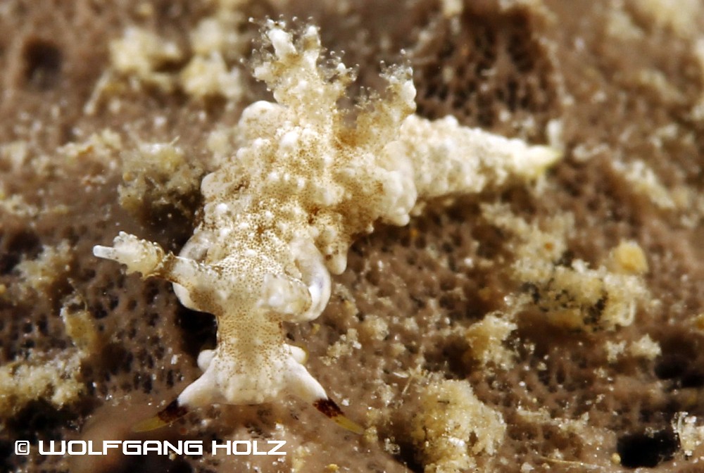Trapania palmula, Romblon Island, Philippines