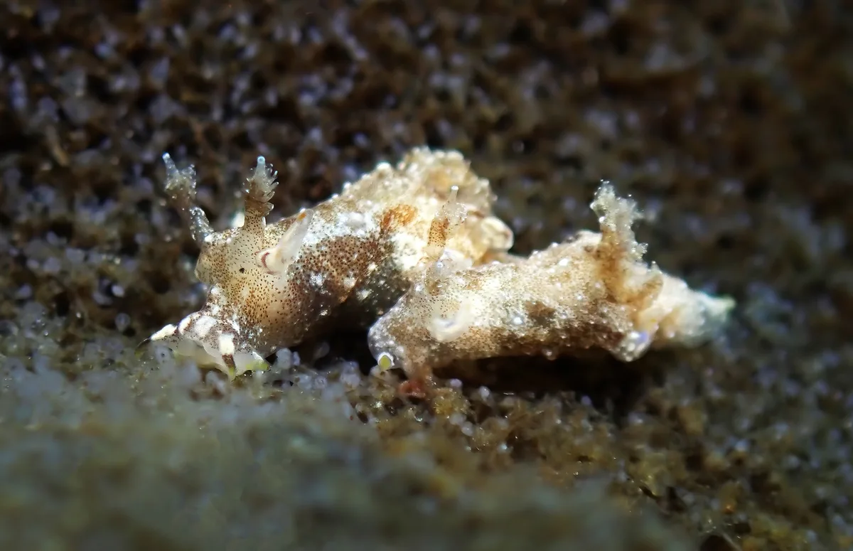 Trapania palmula