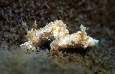 Trapania palmula