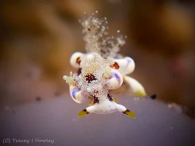 Trapania palmula - Tulamben, Kubu, Karangasem Regency, Bali, Indonesia