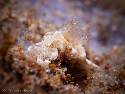 Trapania palmula - Anilao, Bagalangit, Mabini, Batangas, Philippines