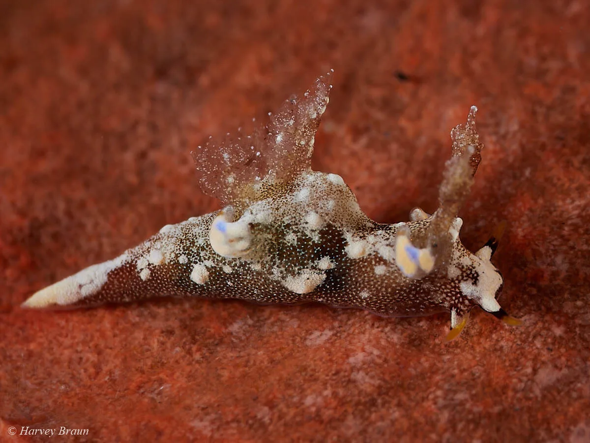 Trapania palmula - Karang Asem, Bali, Indonesia