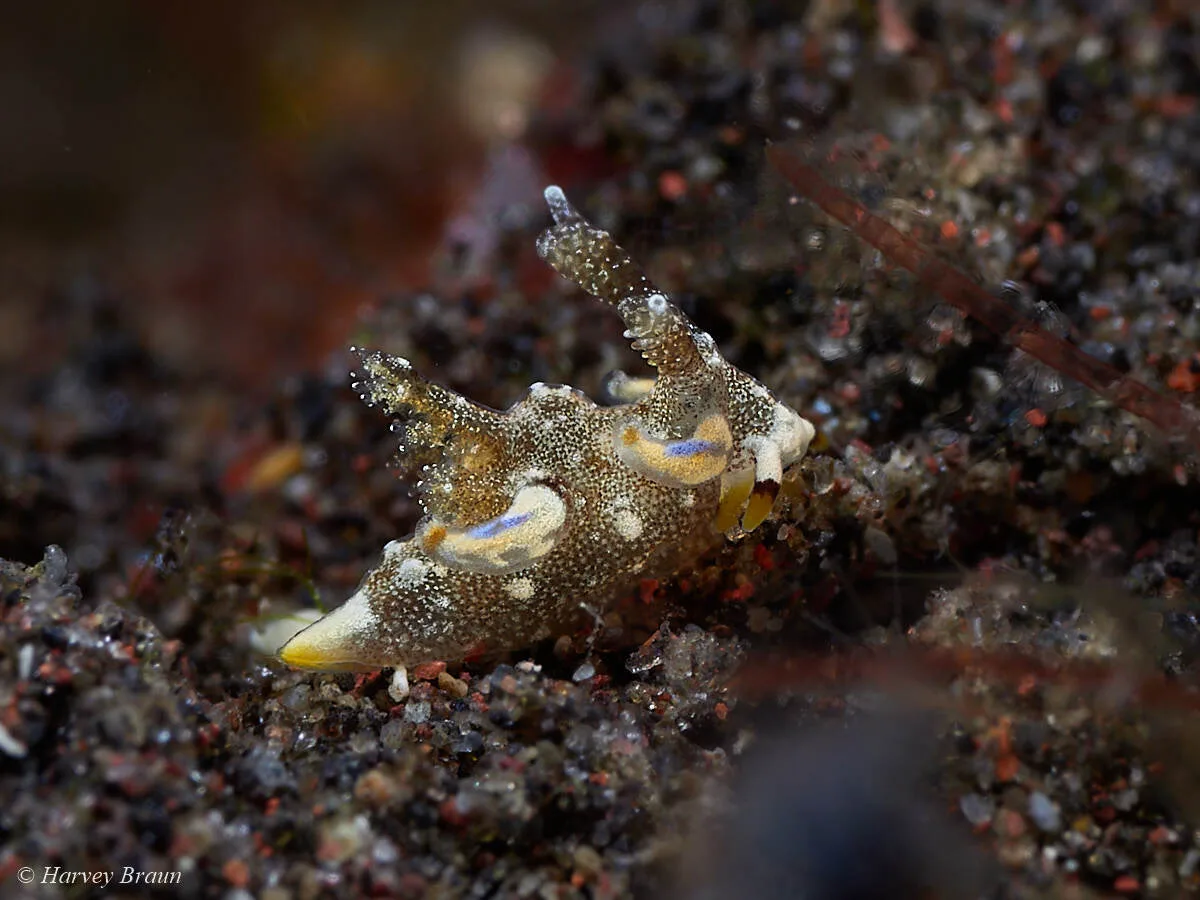 Trapania palmula - Karang Asem, Bali, Indonesia