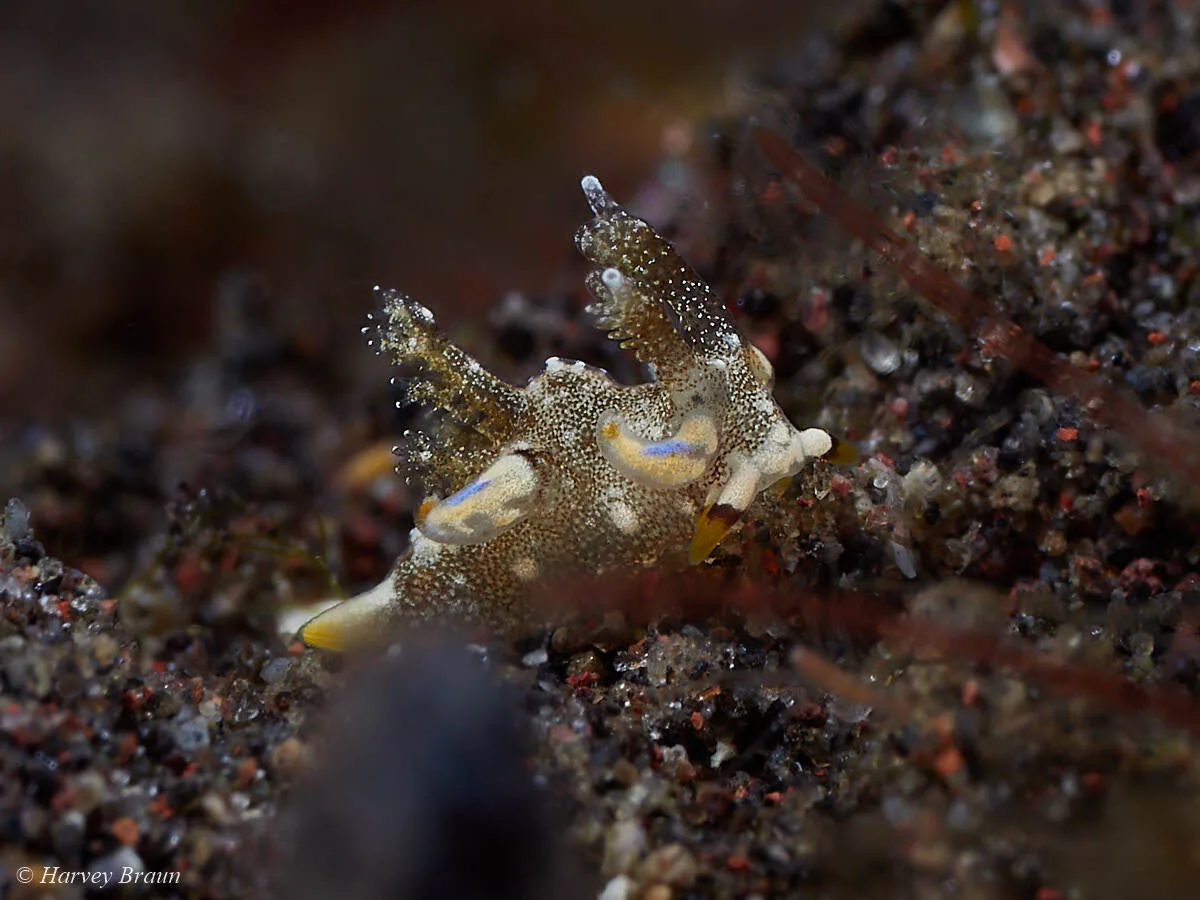 Trapania palmula - Karang Asem, Bali, Indonesia