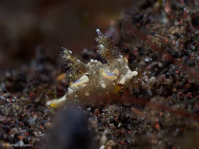 Trapania palmula - Karang Asem, Bali, Indonesia