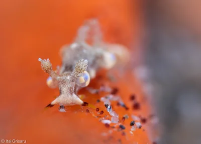 Trapania palmula - Bohol Sea, Central Visayas, PH