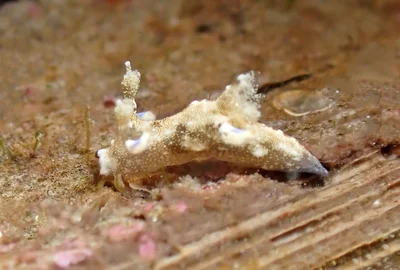 Trapania palmula - Tingloy, Batangas, Philippines