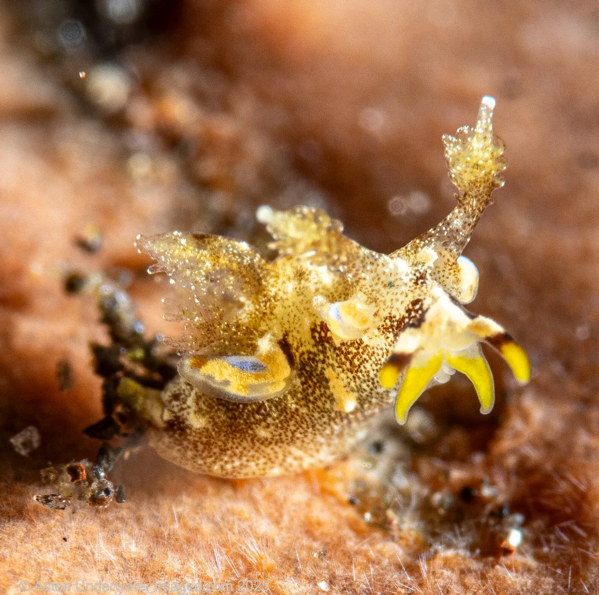Trapania palmula - Tulamben, Kubu, Karangasem Regency, Bali, Indonesia