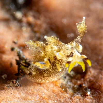Trapania palmula - Tulamben, Kubu, Karangasem Regency, Bali, Indonesia