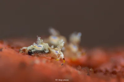 Trapania palmula - Bali Sea, Karangasem, Bali, ID