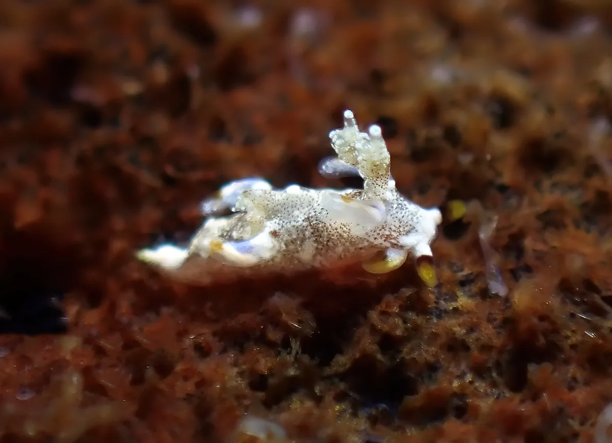 Trapania palmula - Tingloy, Batangas, Philippines