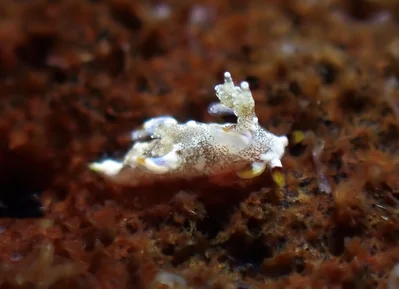 Trapania palmula - Tingloy, Batangas, Philippines