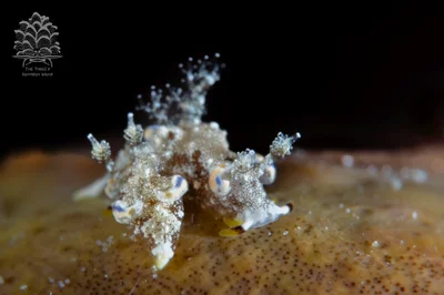 Trapania palmula - Romblon, PH