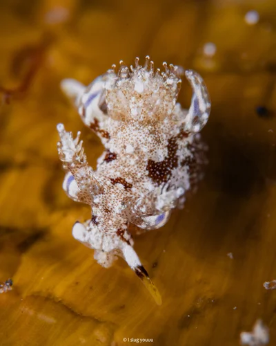 Trapania palmula - Fuji-Hakone-Izu National Park, Tokyo, JP