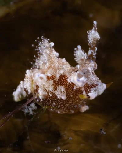 Trapania palmula - Fuji-Hakone-Izu National Park, Tokyo, JP