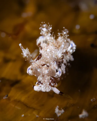 Trapania palmula - Fuji-Hakone-Izu National Park, Tokyo, JP