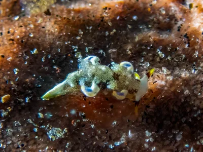 Trapania palmula - Tulamben, Karangasem Regency, Bali, Indonesia
