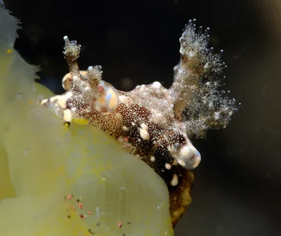 Trapania palmula - Tulamben area, Kubu, Karangasem Regency, Bali, Indonesia