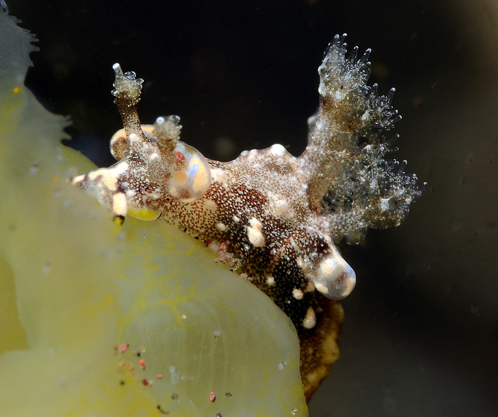 Trapania palmula - Tulamben area, Kubu, Karangasem Regency, Bali, Indonesia