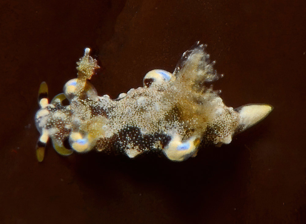 Trapania palmula - Tulamben area, Kubu, Karangasem Regency, Bali, Indonesia