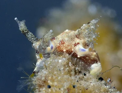Trapania palmula - Pemuteran, Gerokgak, Buleleng Regency, Bali, Indonesia