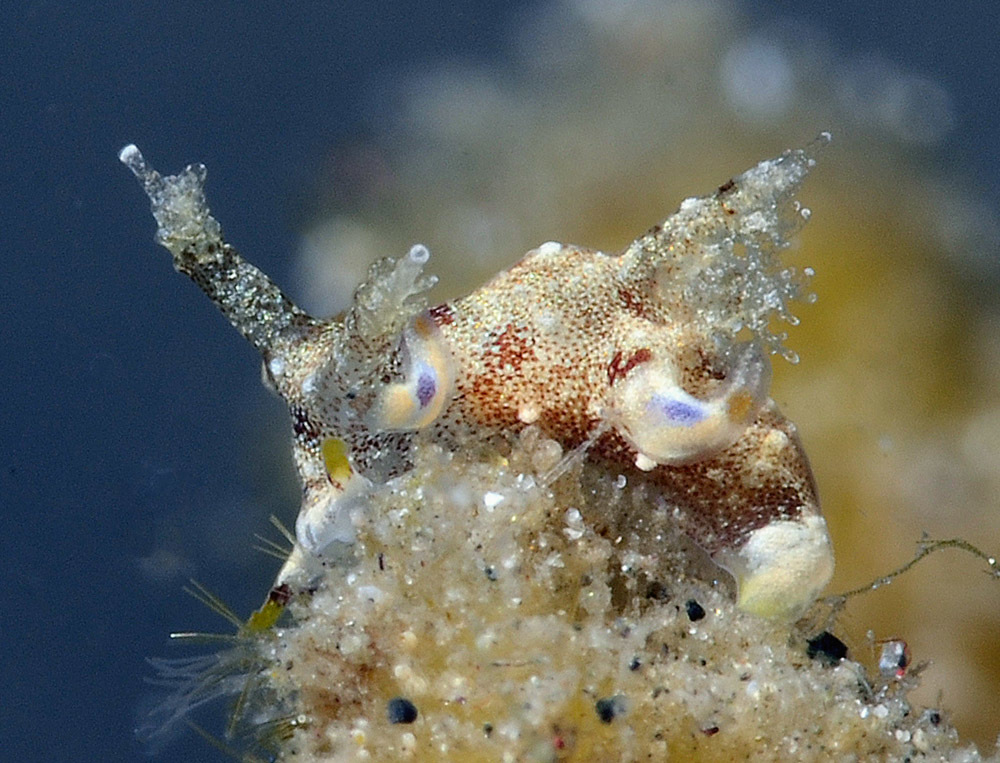 Trapania palmula - Pemuteran, Gerokgak, Buleleng Regency, Bali, Indonesia