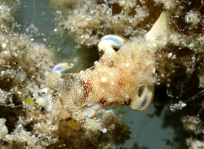Trapania palmula - Pemuteran, Gerokgak, Buleleng Regency, Bali, Indonesia