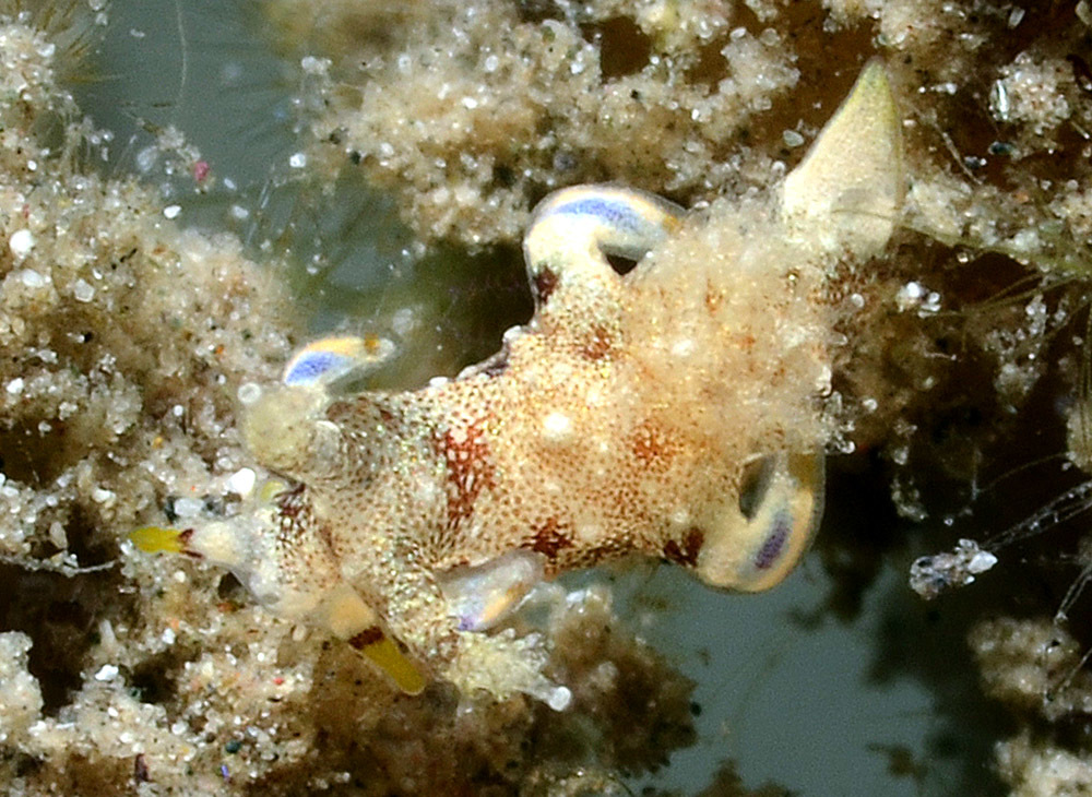 Trapania palmula - Pemuteran, Gerokgak, Buleleng Regency, Bali, Indonesia