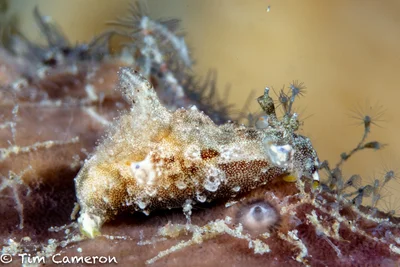 Trapania palmula - Southern Leyte, PH