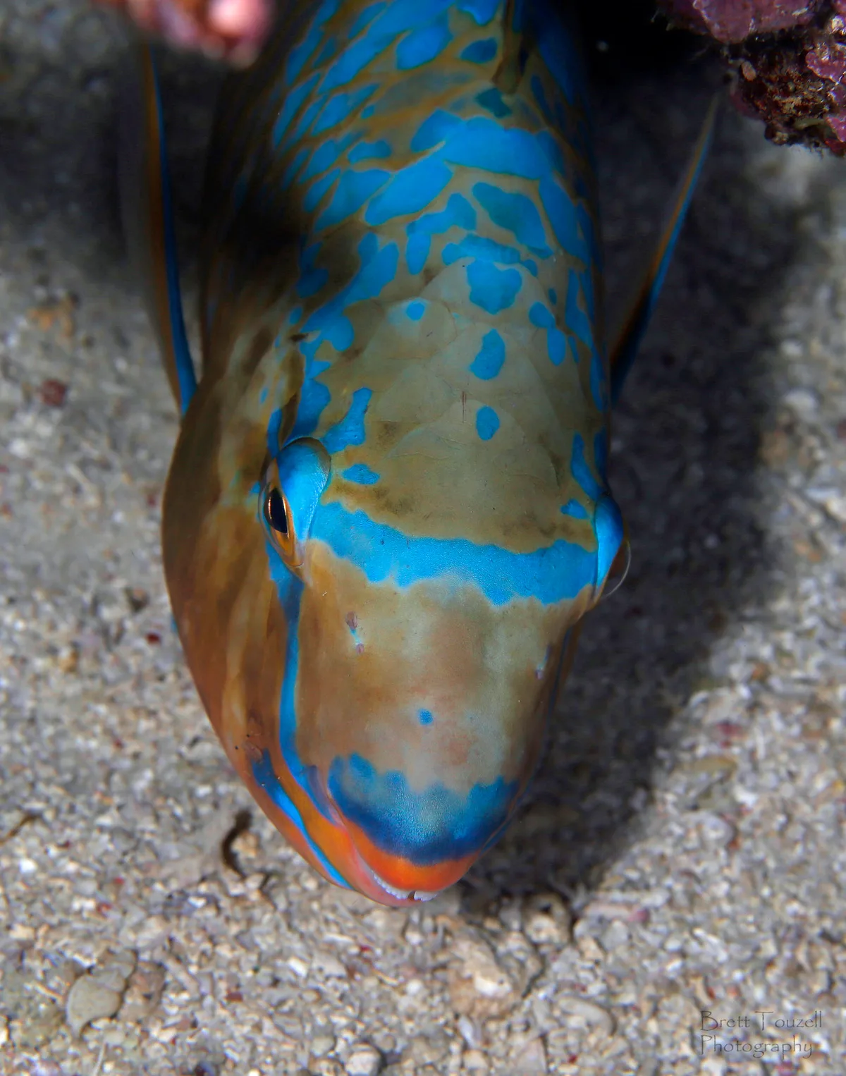 Blue-barred Parrotfish