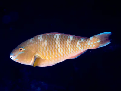 Bluebarred parrotfish (Scarus ghobban)