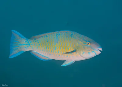 Bluebarred Parrotfish - Scarus ghobban