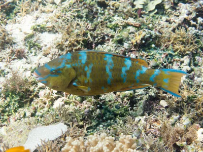 Bluebarred parrotfish (Scarus ghobban)