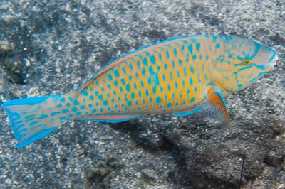 Bluebarred Parrotfish, initial phase - Scarus ghobban