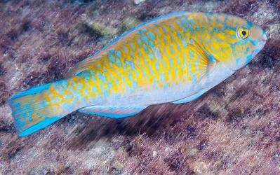 Bluebarred Parrotfish, early initial phase - Scarus ghobban