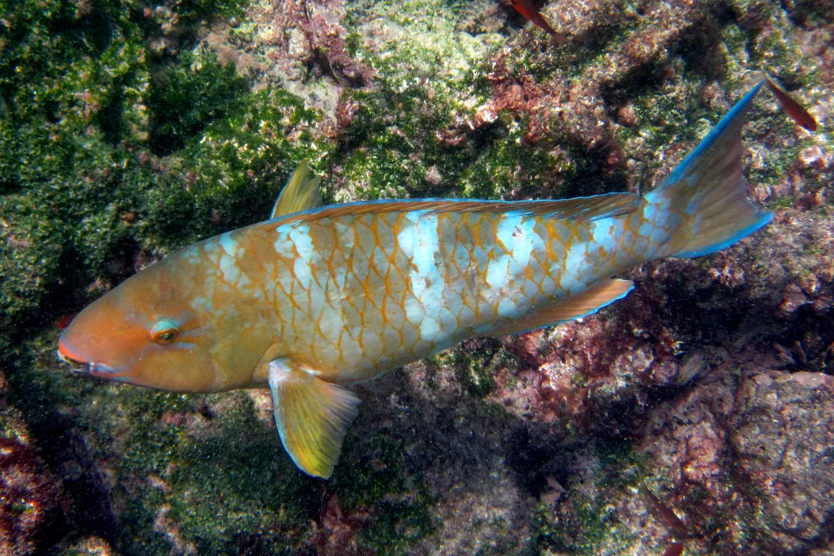 Желточешуйный попугай, Scarus ghobban, Blue-barred parrotfish ♀️
