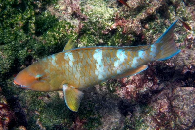 Желточешуйный попугай, Scarus ghobban, Blue-barred parrotfish ♀️